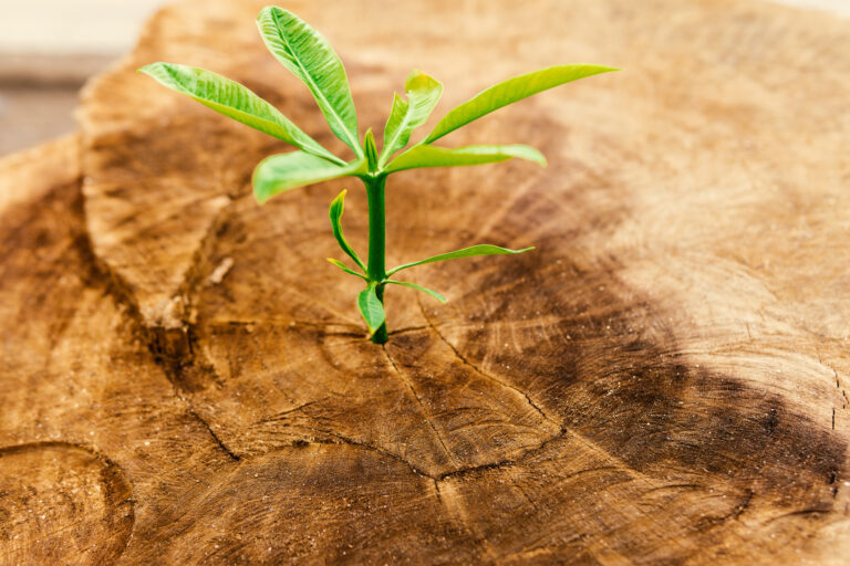 Seeing Jesus in Old Testament Passages